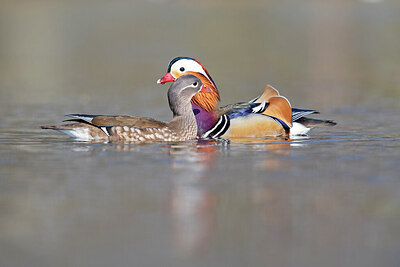 BUITEN BEELD Foto: 443662
