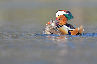 BUITEN BEELD Foto: 443663