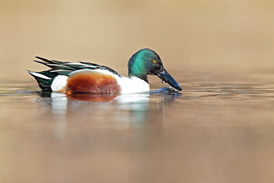 BUITEN BEELD Foto: 443665