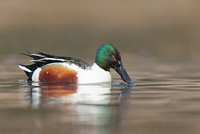 BUITEN BEELD Foto: 443668