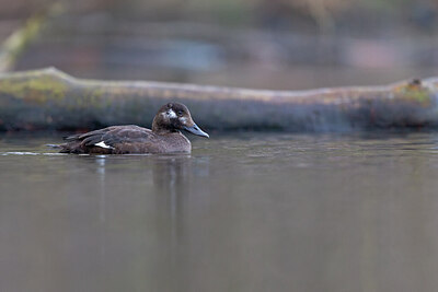 BUITEN BEELD Foto: 443670
