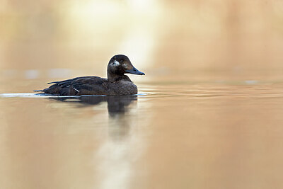 BUITEN BEELD Foto: 443674
