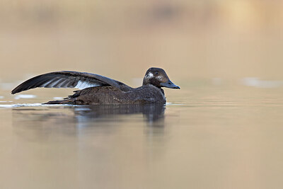 BUITEN BEELD Foto: 443675