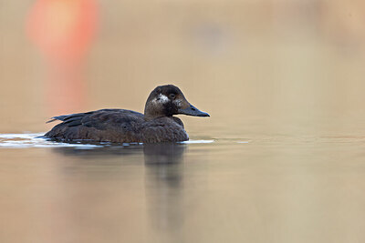 BUITEN BEELD Foto: 443676