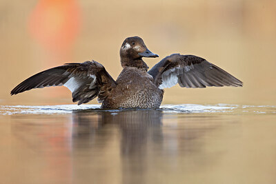 BUITEN BEELD Foto: 443677