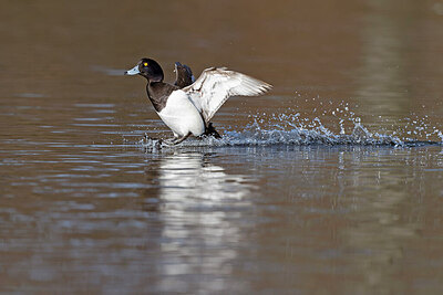 BUITEN BEELD Foto: 443682