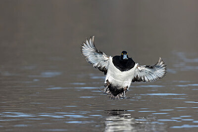 BUITEN BEELD Foto: 443683