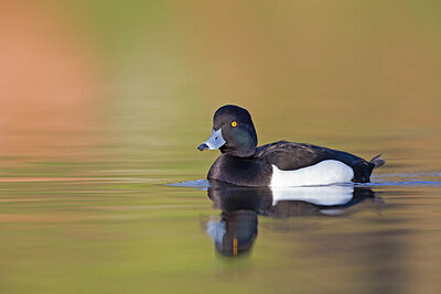 BUITEN BEELD Foto: 443687