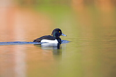 BUITEN BEELD Foto: 443689