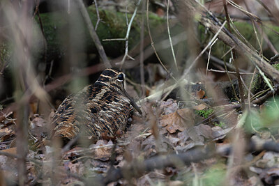 BUITEN BEELD Foto: 443700
