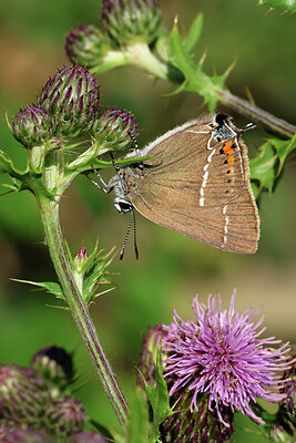 BUITEN BEELD Foto: 443717