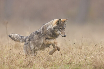 BUITEN BEELD Foto: 443719