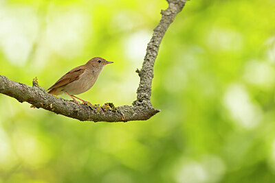 BUITEN BEELD Foto: 443720