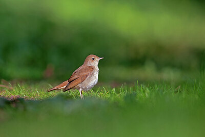 BUITEN BEELD Foto: 443721