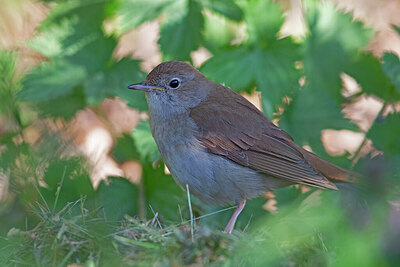 BUITEN BEELD Foto: 443722