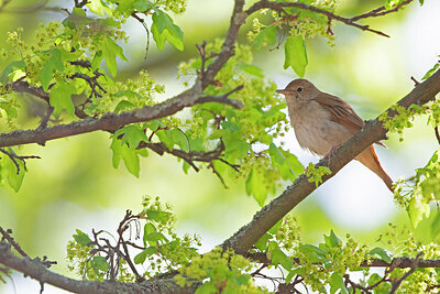 BUITEN BEELD Foto: 443724