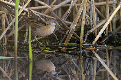 BUITEN BEELD Foto: 443725