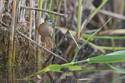 BUITEN BEELD Foto: 443726