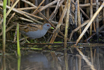 BUITEN BEELD Foto: 443728