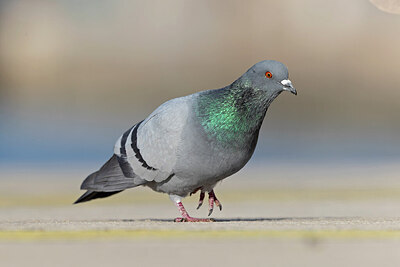 BUITEN BEELD Foto: 443729