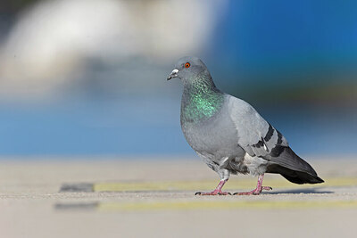 BUITEN BEELD Foto: 443730