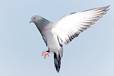BUITEN BEELD Foto: 443731