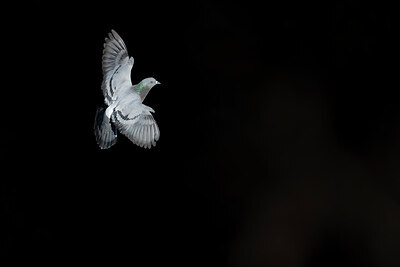 BUITEN BEELD Foto: 443732