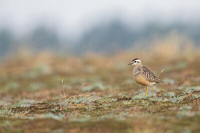BUITEN BEELD Foto: 443735
