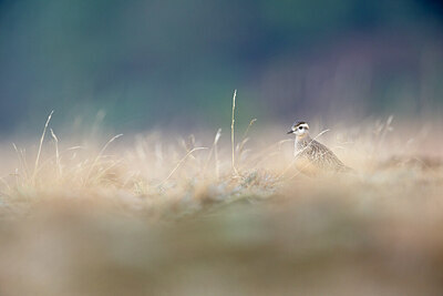BUITEN BEELD Foto: 443736