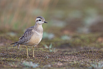 BUITEN BEELD Foto: 443737