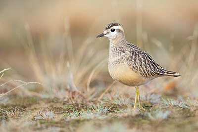 BUITEN BEELD Foto: 443738