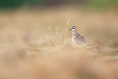 BUITEN BEELD Foto: 443739