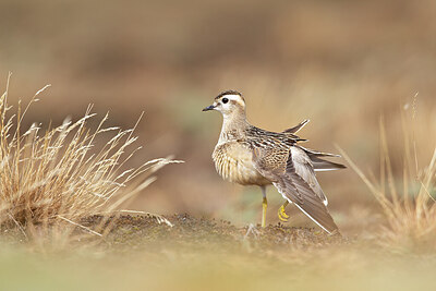 BUITEN BEELD Foto: 443740