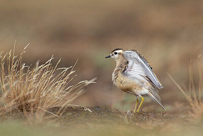 BUITEN BEELD Foto: 443741