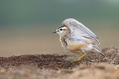 BUITEN BEELD Foto: 443743