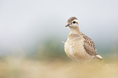 BUITEN BEELD Foto: 443745