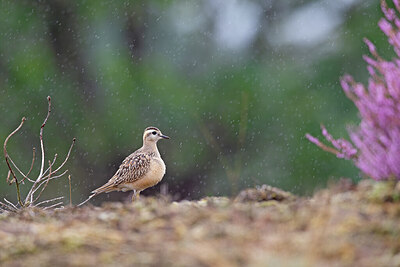 BUITEN BEELD Foto: 443747
