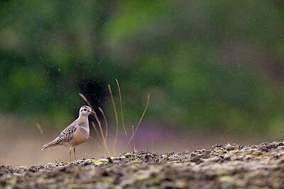 BUITEN BEELD Foto: 443748