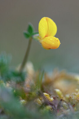 BUITEN BEELD Foto: 443752