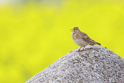 BUITEN BEELD Foto: 443754