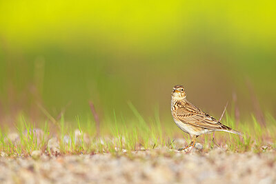BUITEN BEELD Foto: 443757