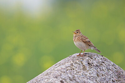 BUITEN BEELD Foto: 443758