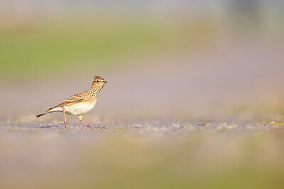 BUITEN BEELD Foto: 443759