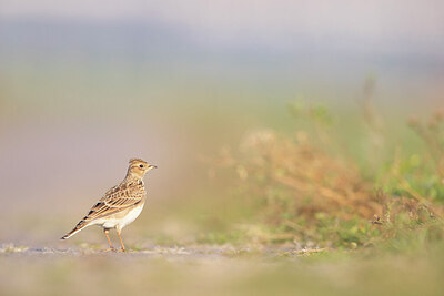 BUITEN BEELD Foto: 443760