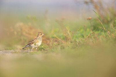 BUITEN BEELD Foto: 443761