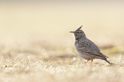 BUITEN BEELD Foto: 443763