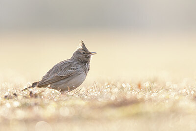 BUITEN BEELD Foto: 443764
