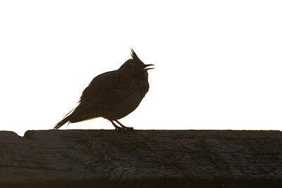 BUITEN BEELD Foto: 443766