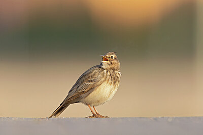 BUITEN BEELD Foto: 443767