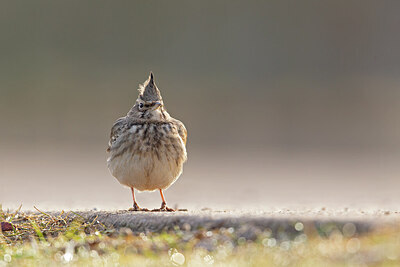BUITEN BEELD Foto: 443768